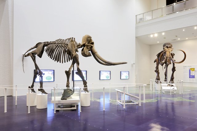 🏛️ 홋카이도 박물관(홋카이도 하쿠부츠칸) 이미지 6